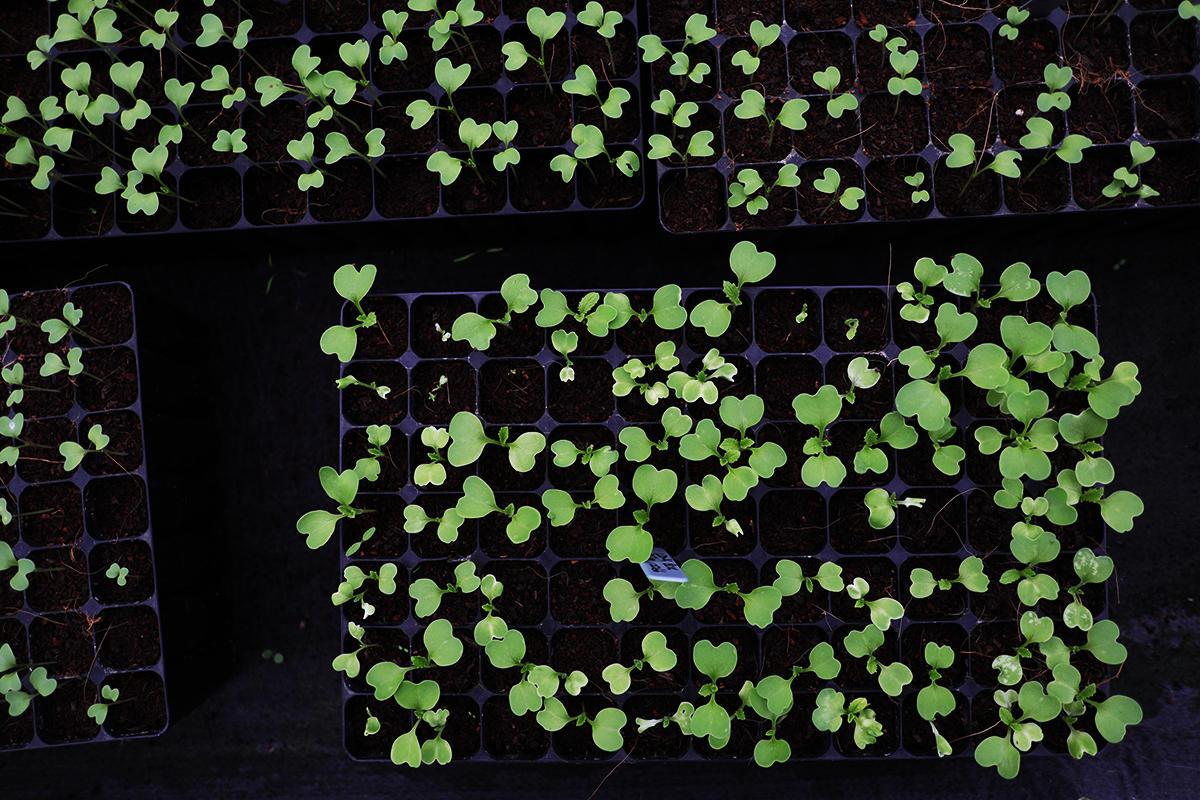 Story of Origin – Learning from Canada to Spread Seeds of Change