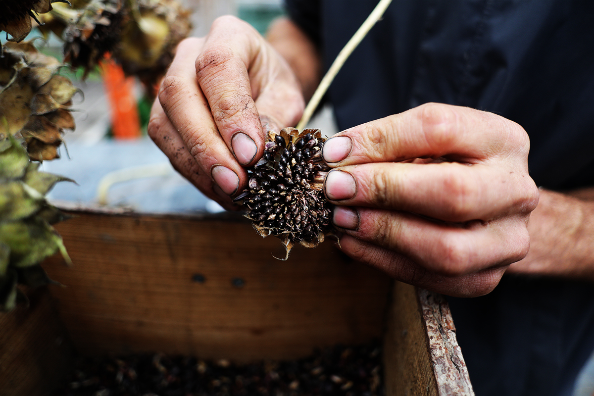 Seed training takes place across the British Isles
