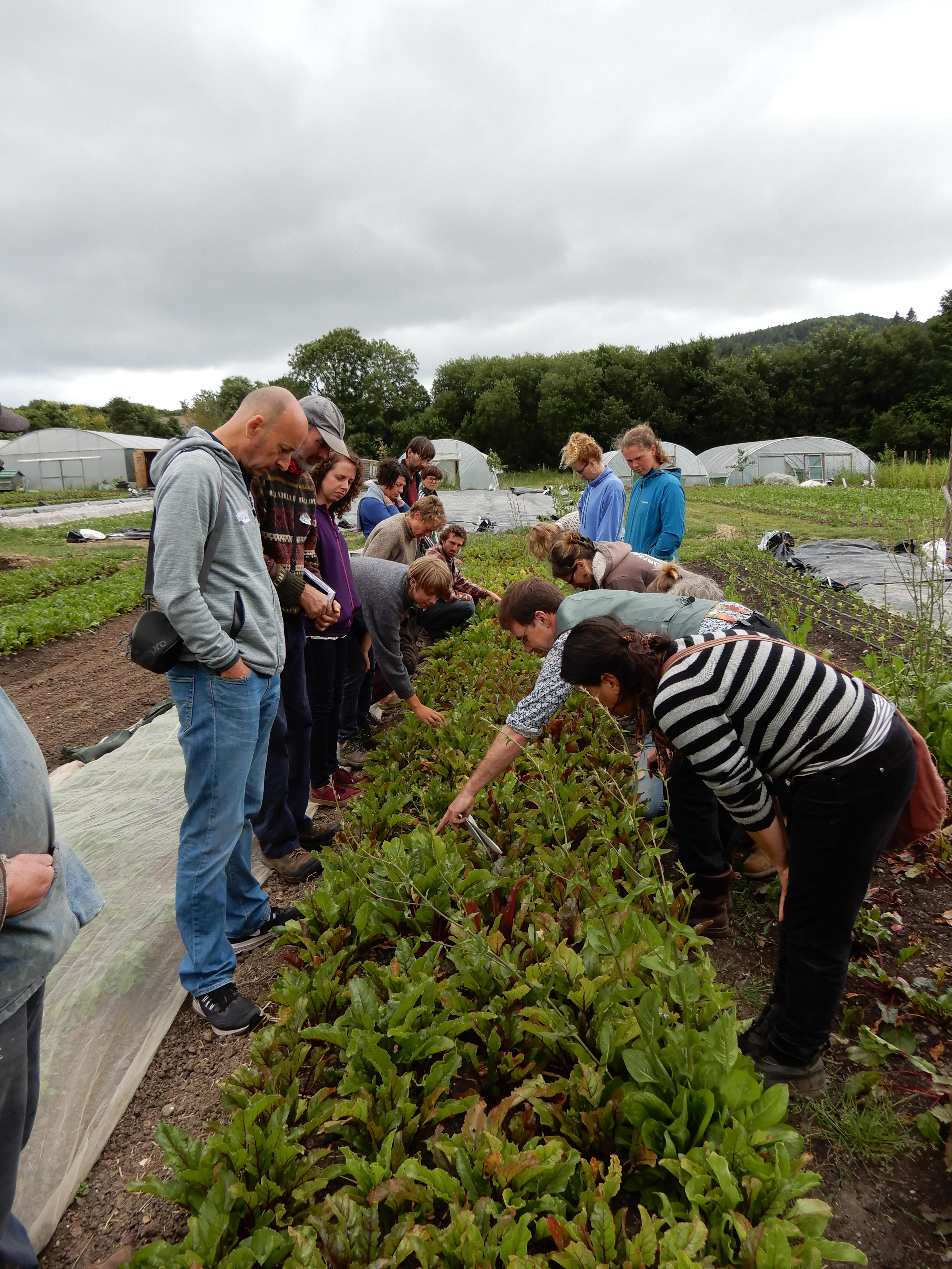 Crop Selection with Real Seeds – 16th June
