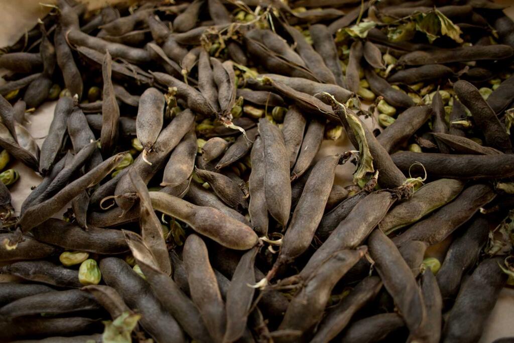Seed pods peas
