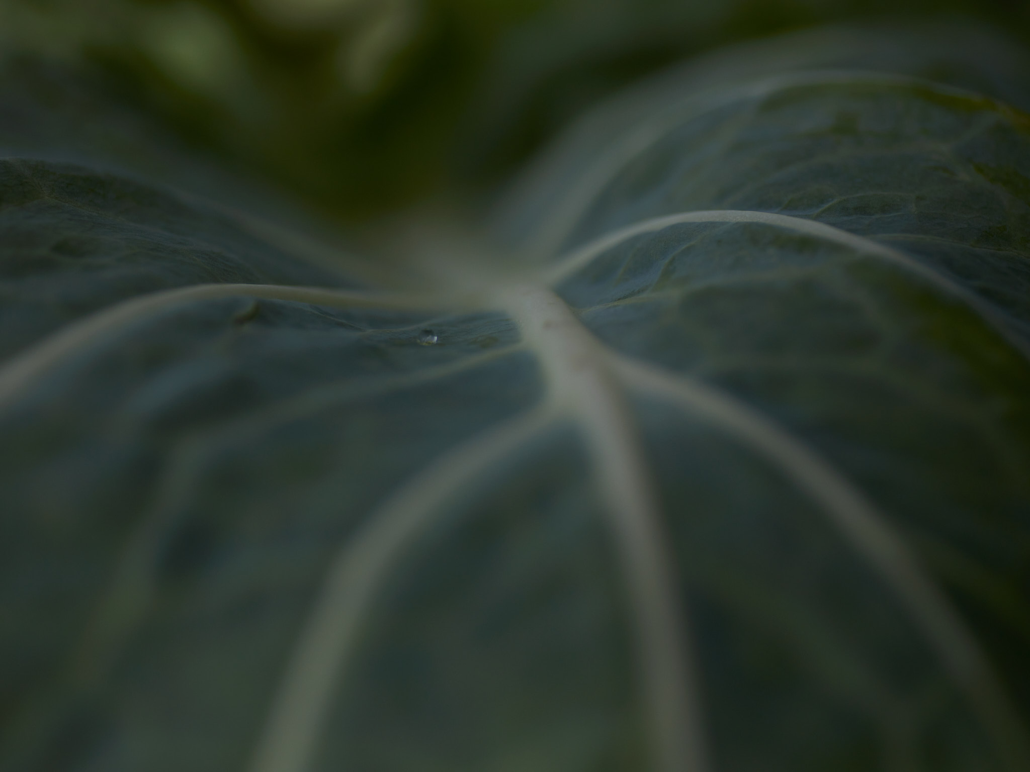 A Seedy Summer in Scotland!