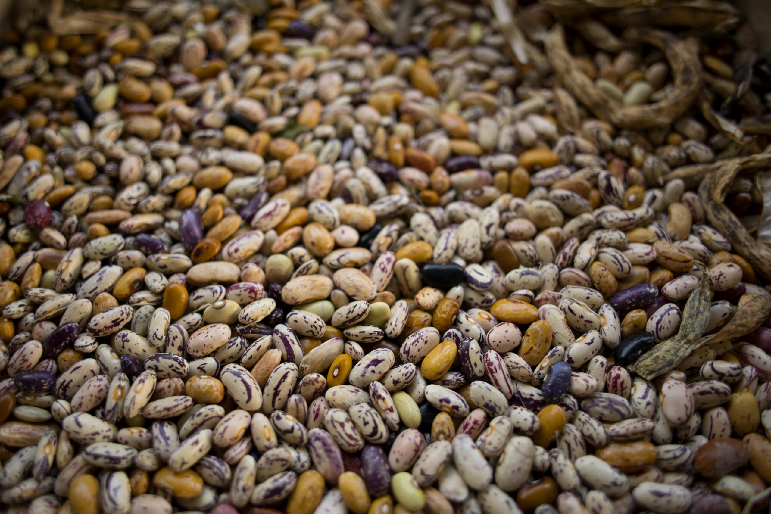 The Great Bean Trial 2024