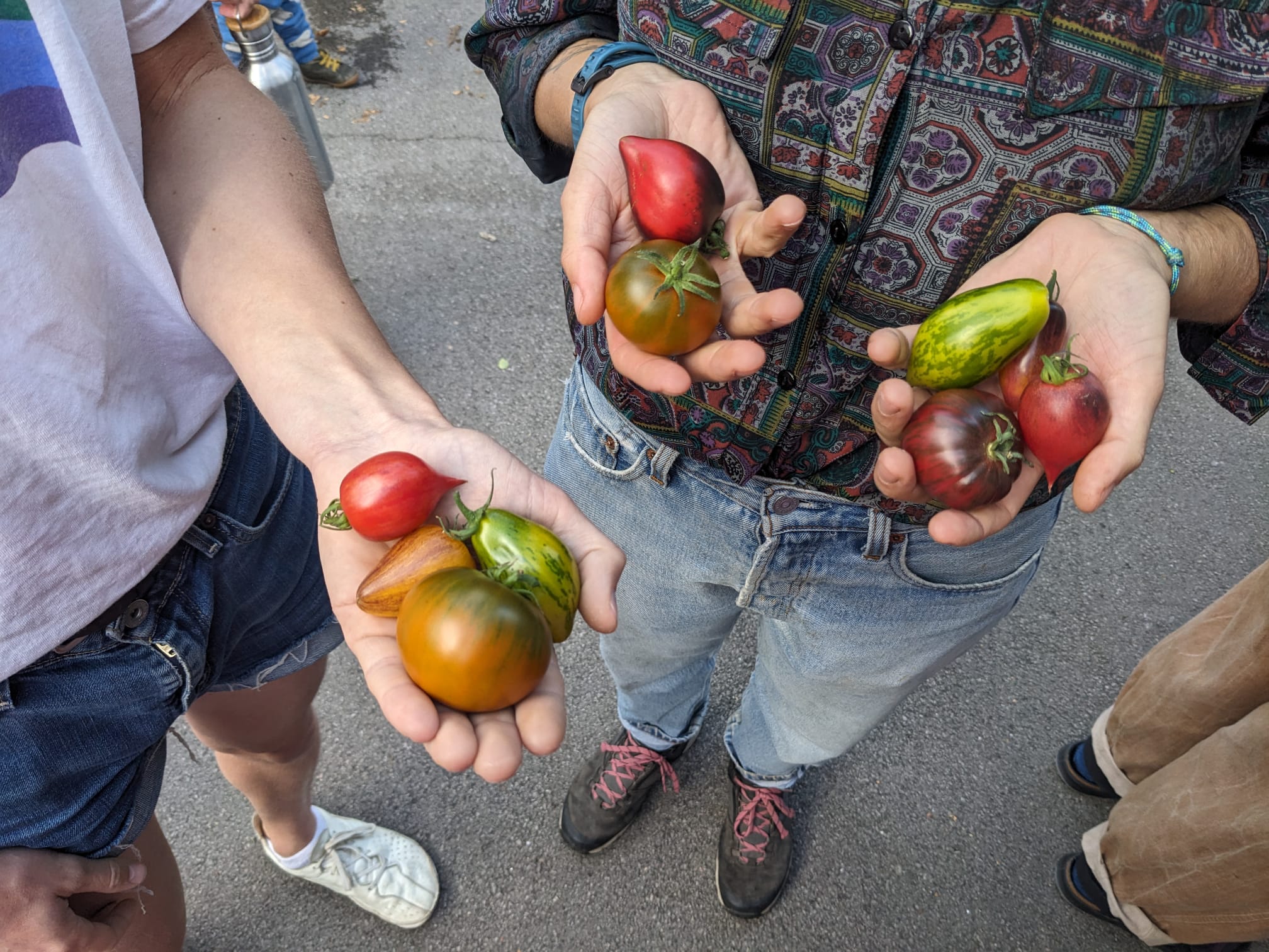 Sheffield Tomato Fest 2024