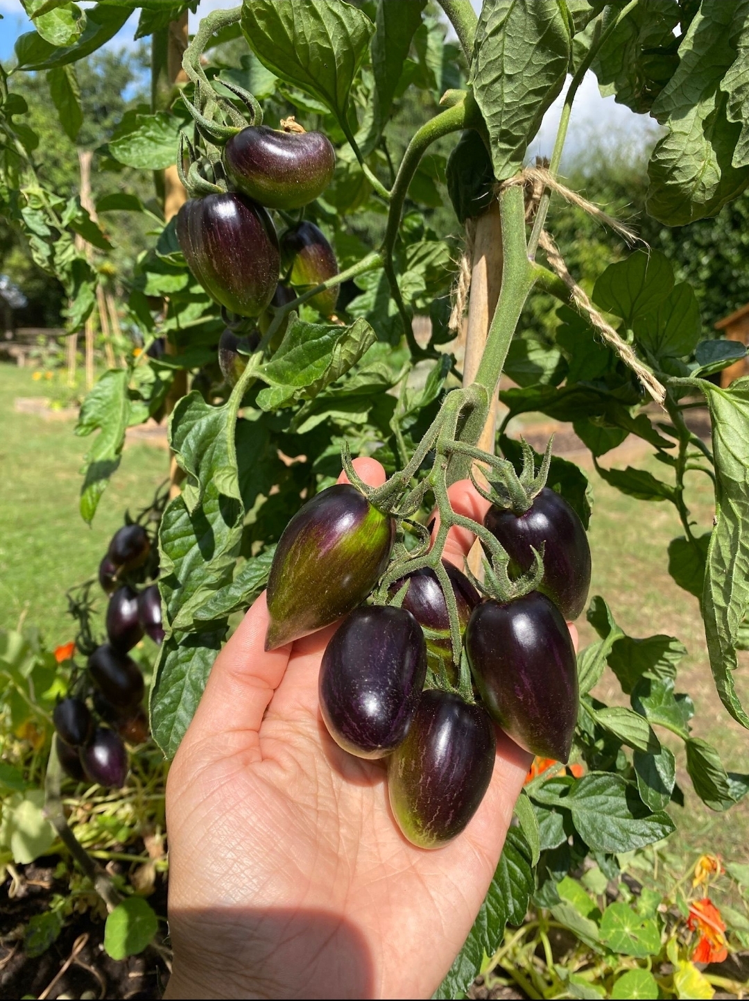 Tomato Trials, Tastings, and the Future of Resilient Crops